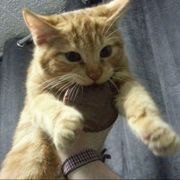 Meet your Posher, Logan - Picture 1 of 2